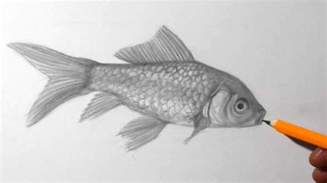 Image result for Simple Fish Drawing