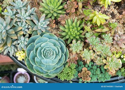 Miniature succulent plants stock photo. Image of horticulture - 83744508