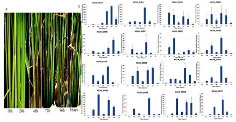 A Comprehensive Gene Expression Profile of Pectin Degradation Enzymes ...