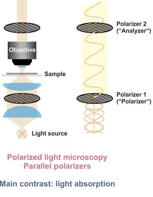 Polarizing Light Microscope 的图像结果