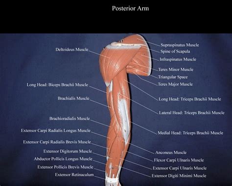 Anterior Forearm Muscles Model Construction Of The Hand [3] Fig. 2: