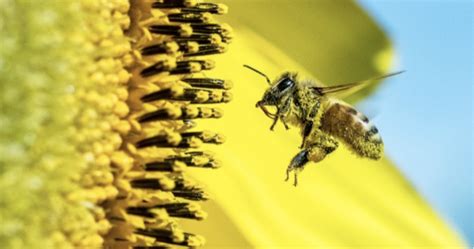 Bee Swarm Simulator Script Pastbien 的图像结果