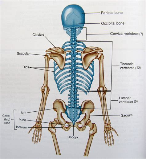 axial-skeleton-diagram | Axial skeleton, Skeleton anatomy, Human ...