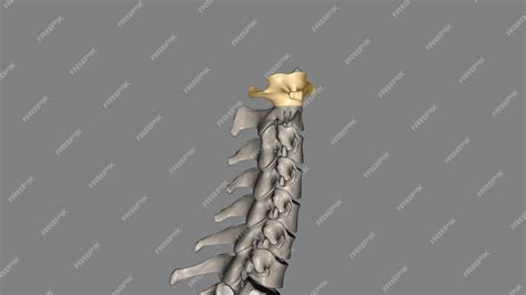 Premium Photo | The atlas plural atlases is the first cervical vertebra ...