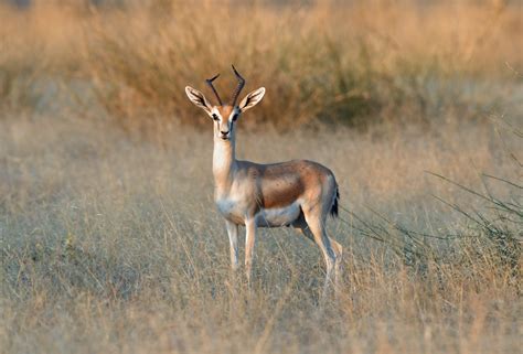 Gazelle dorcas