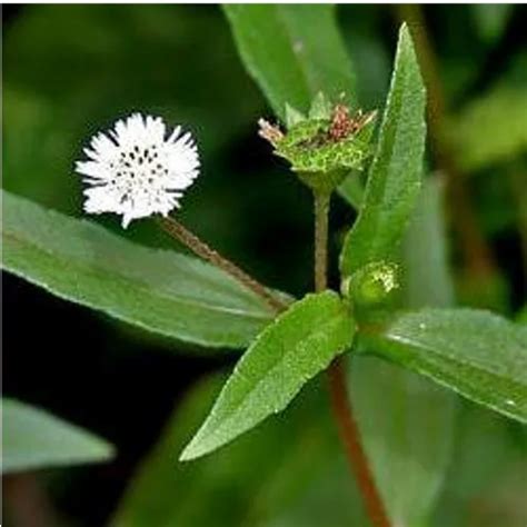 Herbal Extract - Adathoda Vasica Wholesale Trader from Madurai
