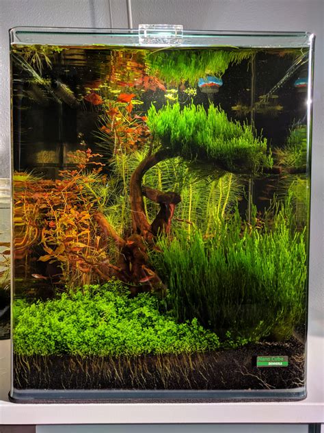 Dennerle Nano Cube 30l (7.93 Gallon) : r/Aquascape
