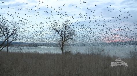 Snow Goose Migration | wnep.com
