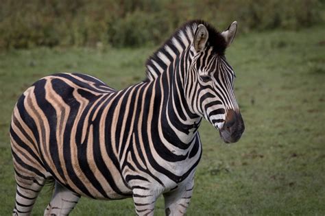 Chapman's zebra - Newquay Zoo