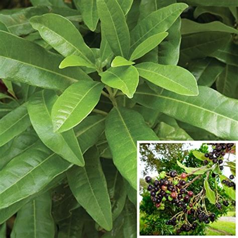 Dishita - Go Green Live Allspice Plant - Cinnamon, Nutmeg, and Clove ...