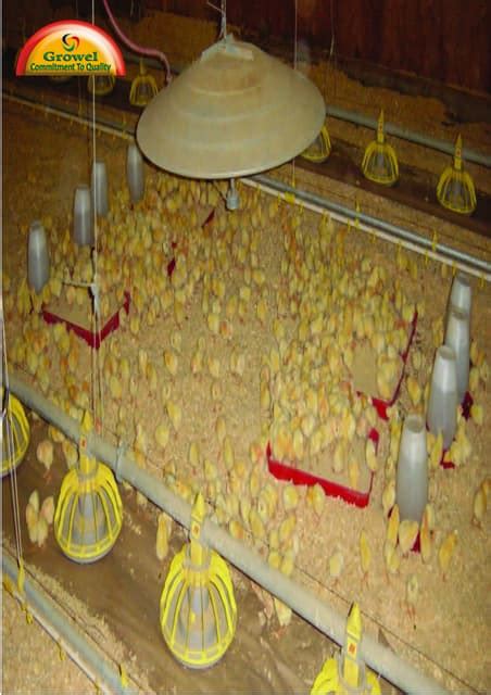 Image result for Broiler Chicken Brooding