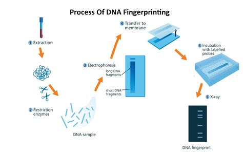 Image result for DNA Fingerprinting Class 12 Experiment