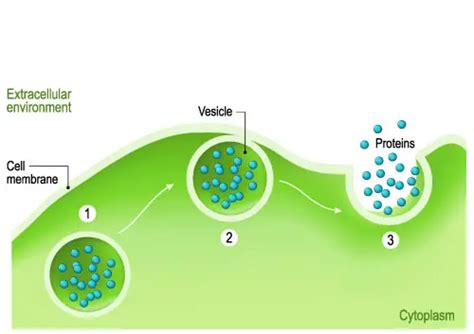 Vesicles Cell 的图像结果
