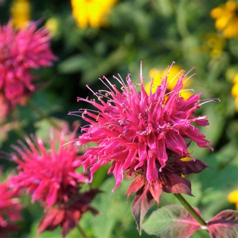 Why You Should Grow Bee Balm Rural Mom