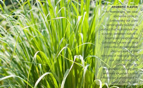 Lemon grass powder 10g | Homegrown sundrained lemongrass powder | High ...