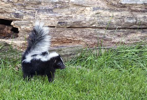 Skunk Smell Removal Myths and the Best Solution | Palmetto Wild Life ...