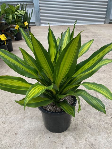Dracaena Fragrans Golden Heart - Westlake Nursery
