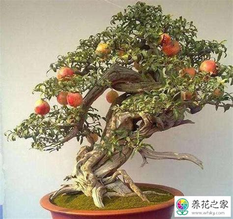 石榴树盆景造型方法-种植技术-中国花木网