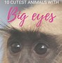 Image result for Cute Animals Big Eyes