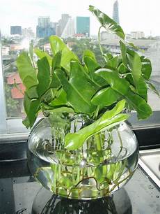 plante d eau gwak nguen tropical creeping and foliage plants lat s plante d eau gwak nguen tropical creeping and foliage plants lat s