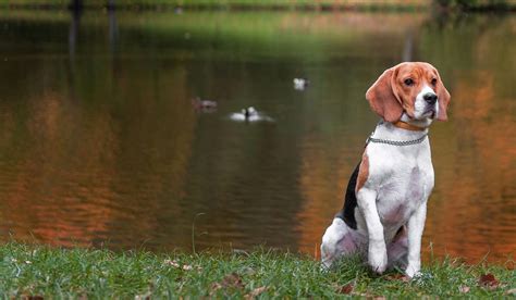 What Do Beagles Hunt