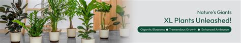 Buy Premium XL Plants Online in India | Safe Home Delivery – Ugaoo