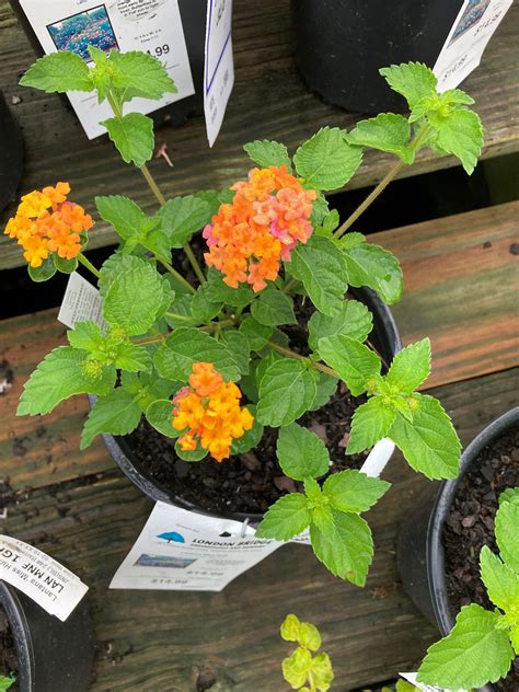 Miss Huff Lantana Plant