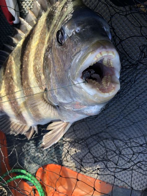 Sheepshead Fish