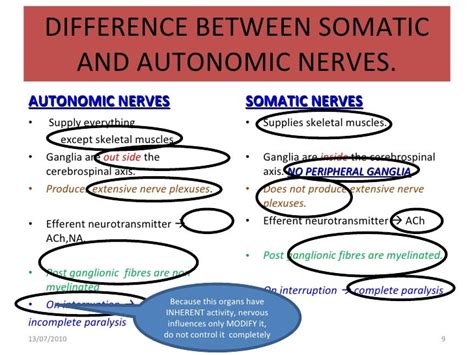 Somatic nervous system examples - silopewhatis