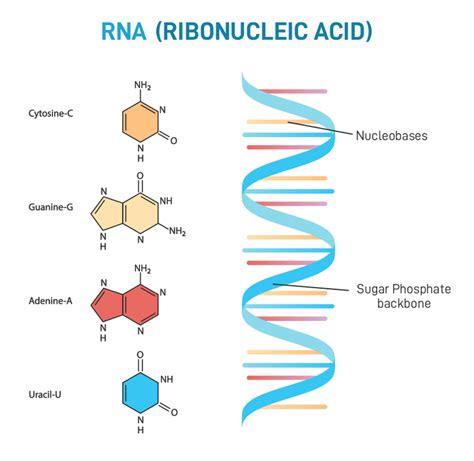 RNA Full Form 的图像结果