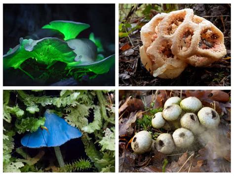 Types Of Mushrooms: 9 weirdest mushrooms from around the world that you ...