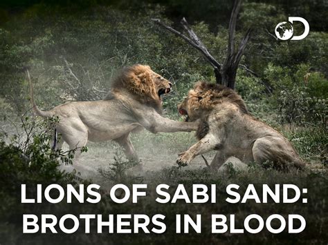 Brothers In Blood The Lions Of Sabi Sand Netflix at Sabrina Swensen blog