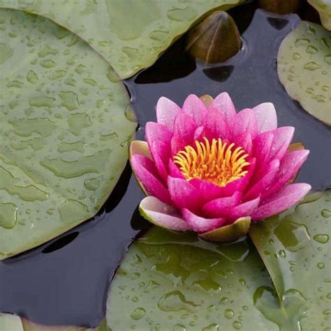 Water Lily Pad
