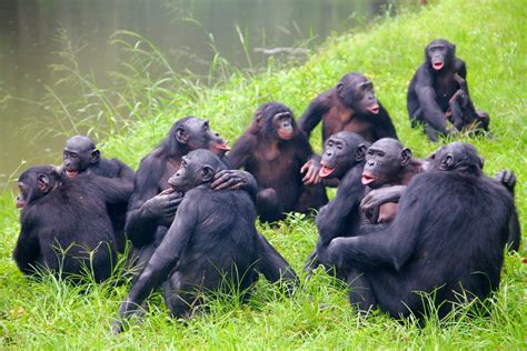 Exploring The Gentle Realms Of Bonobo Social Behavior