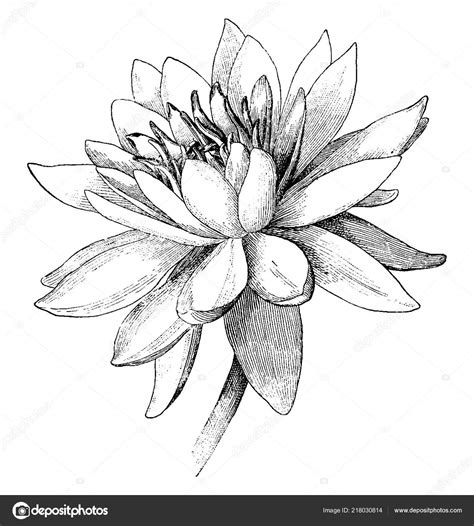 Image result for Desgin Von Lado in HTML CSS JavaScript