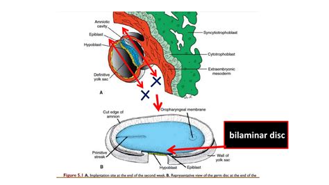 Image result for 2nd Week of Development