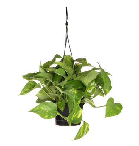 Costa Farms Plants With Benefits Live Indoor Green Devil's Ivy Pothos ...