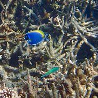 Kadmat Islands (Lakshadweep) - All You Need to Know BEFORE You Go