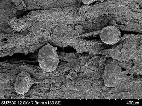 Image result for Scanning Electron Microscope Images