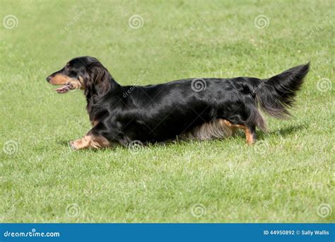 Black & Tan Long-haired Dachshund Stock Photo - Image: 44950892