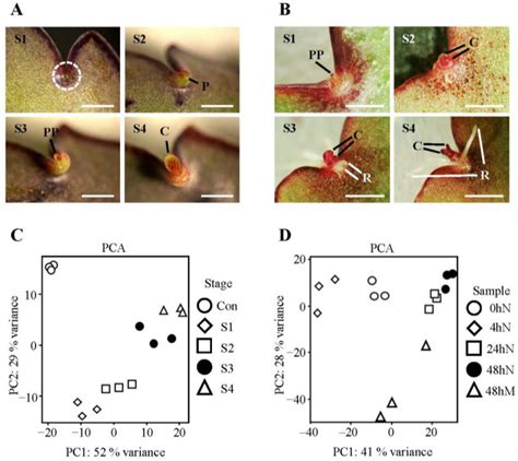 Comparative Transcriptome Analysis of Two Kalanchoë Species during ...
