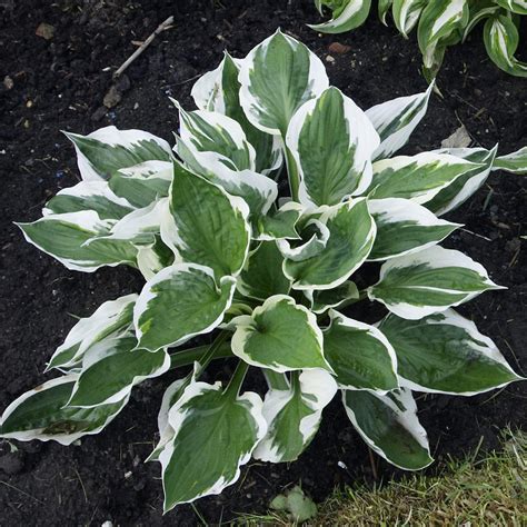 Award-Winning Hosta Plants For Sale Online | Patriot – Easy To Grow Bulbs