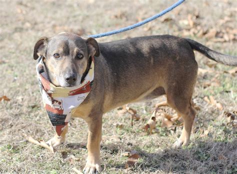 Contact HSCC — Humane Society of Cherokee County