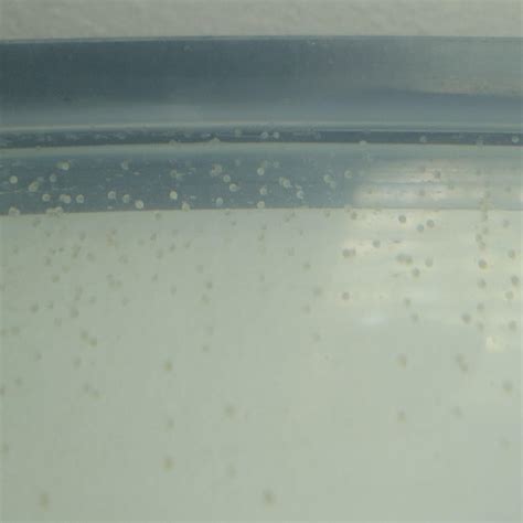 Goldfish eggs? : r/Goldfish