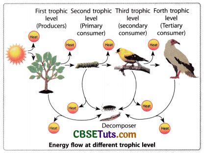 Examples of Energy Flow 的图像结果