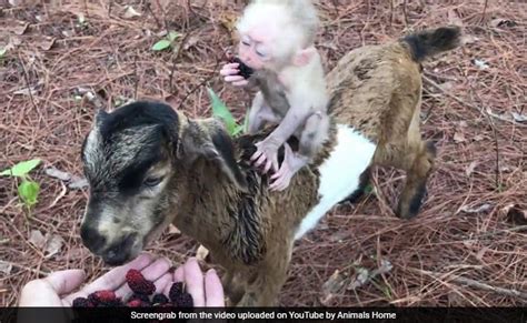 बकरी के गले से प्यार से लिपटा दिखा बंदर का बच्चा, फिर बकरी की पीठ पर ...