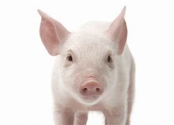 Image result for Face of a Pig
