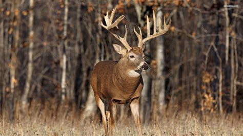 Whitetail Deer Backgrounds - Wallpaper Cave