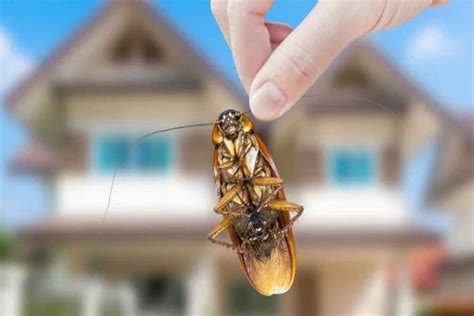 Cockroach Infestation 的图像结果