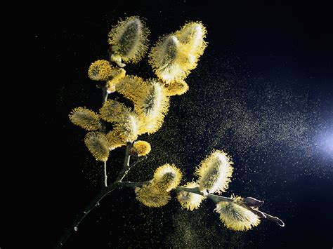 Flower Pollen In Air